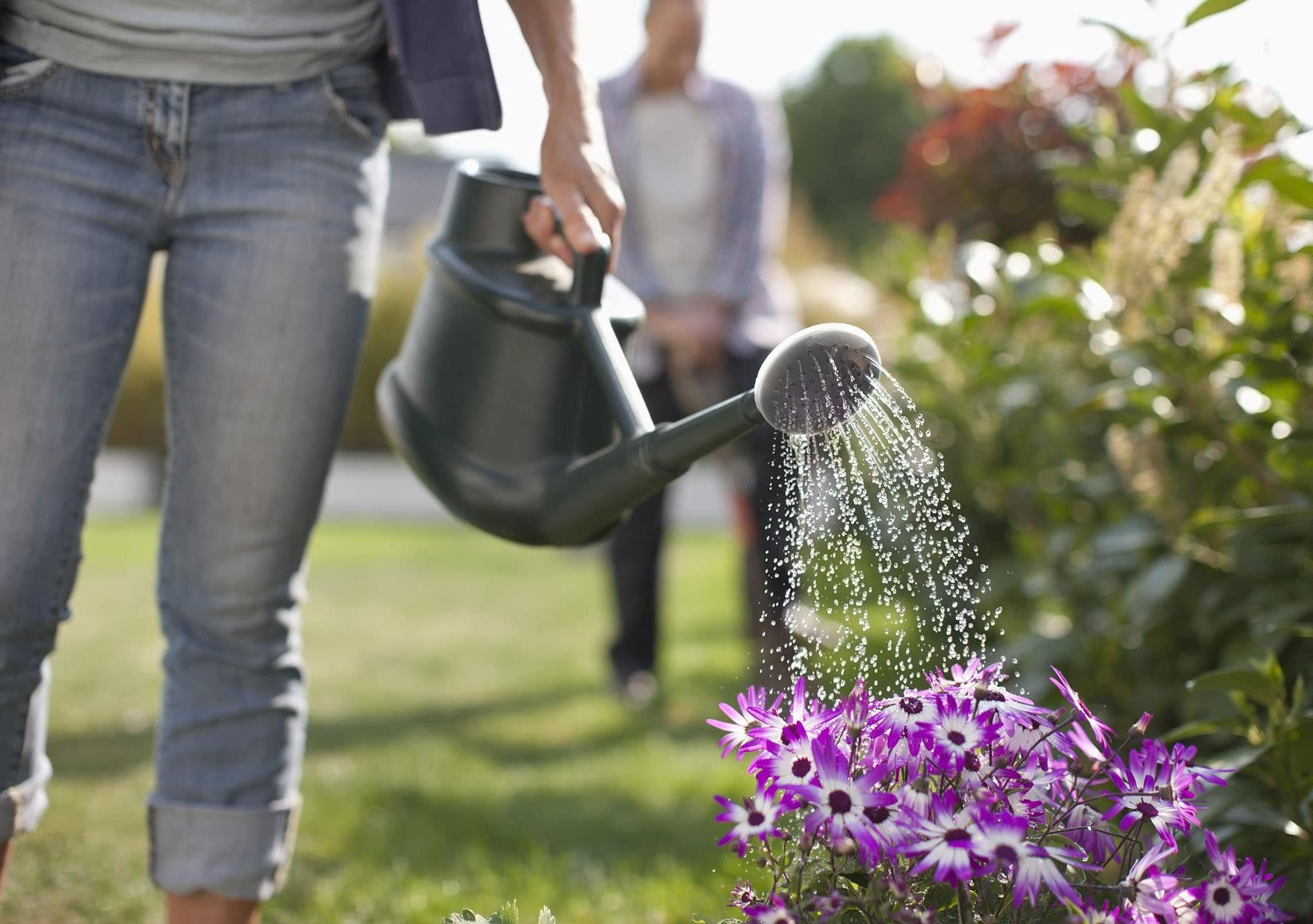 A gardener watering some purple flowers