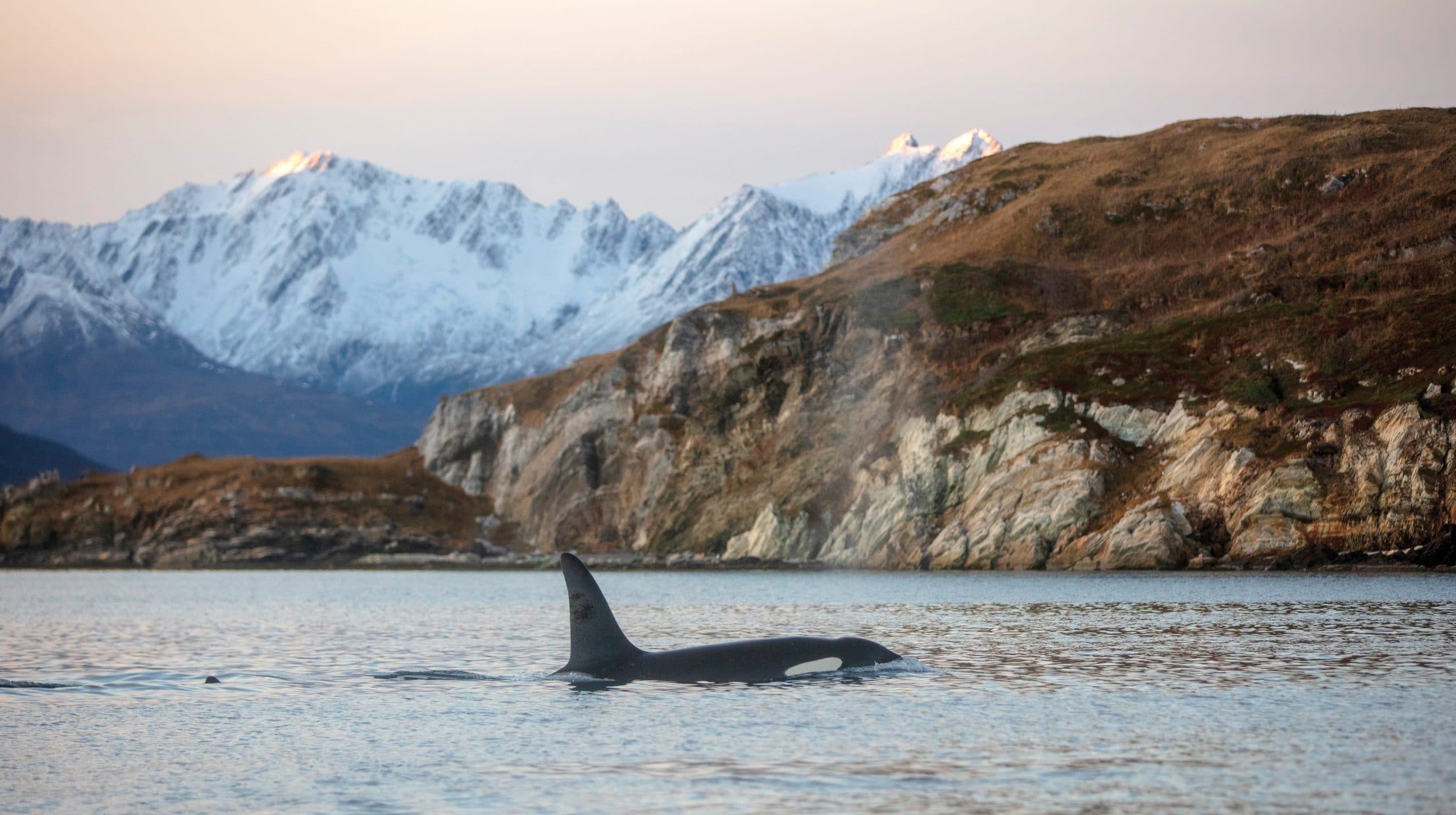 Bronwyn Townsend's winning piece followed her icy adventure with orcas in Norway. The judges commended the "use of colours, characters and sensations" and "eloquent, informative prose". Image: Getty