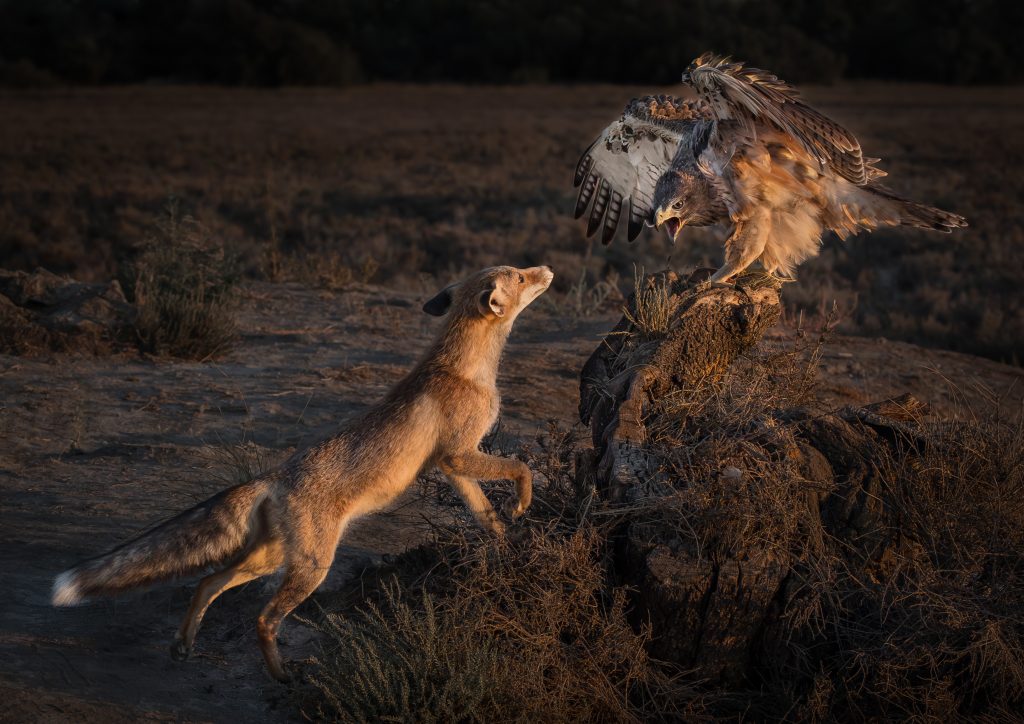 A dynamic shot of a fox challenging an eagle sat on a rock.